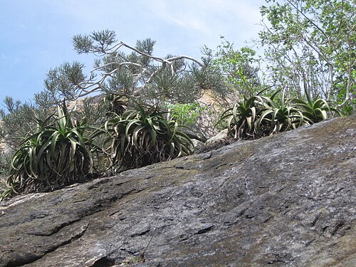 Aloe mawii: Steep gneiss slope with succulent plants: Aloe mawii (low-altitude form with short stems) and Euphorbia tirucalli. Cabo Delgado province in Northern Mozambique.