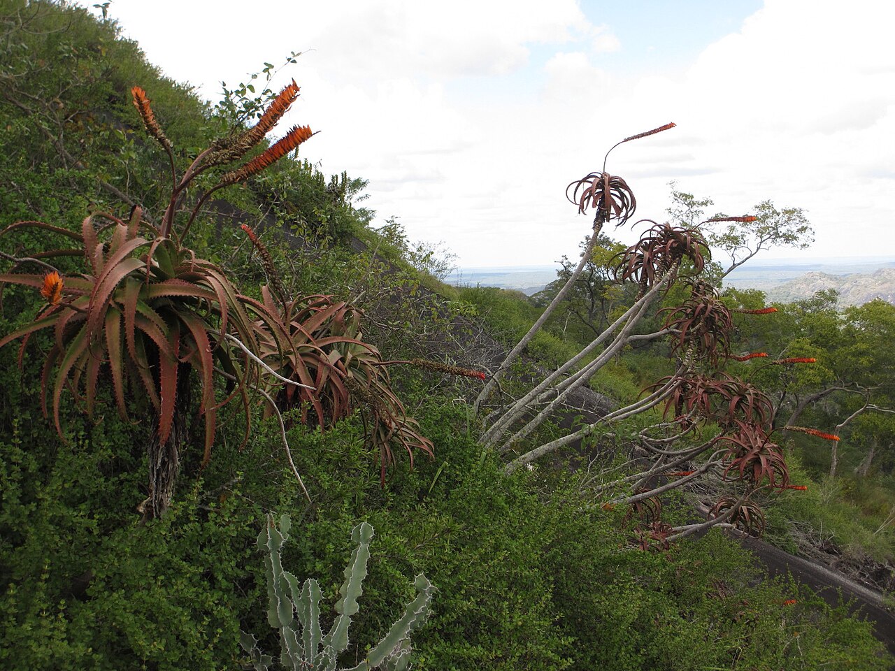 Aloe mawii: Aloe mawii - shrubs