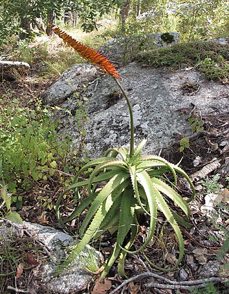 Aloe mawii: Aloe mawii - Muidumbe district