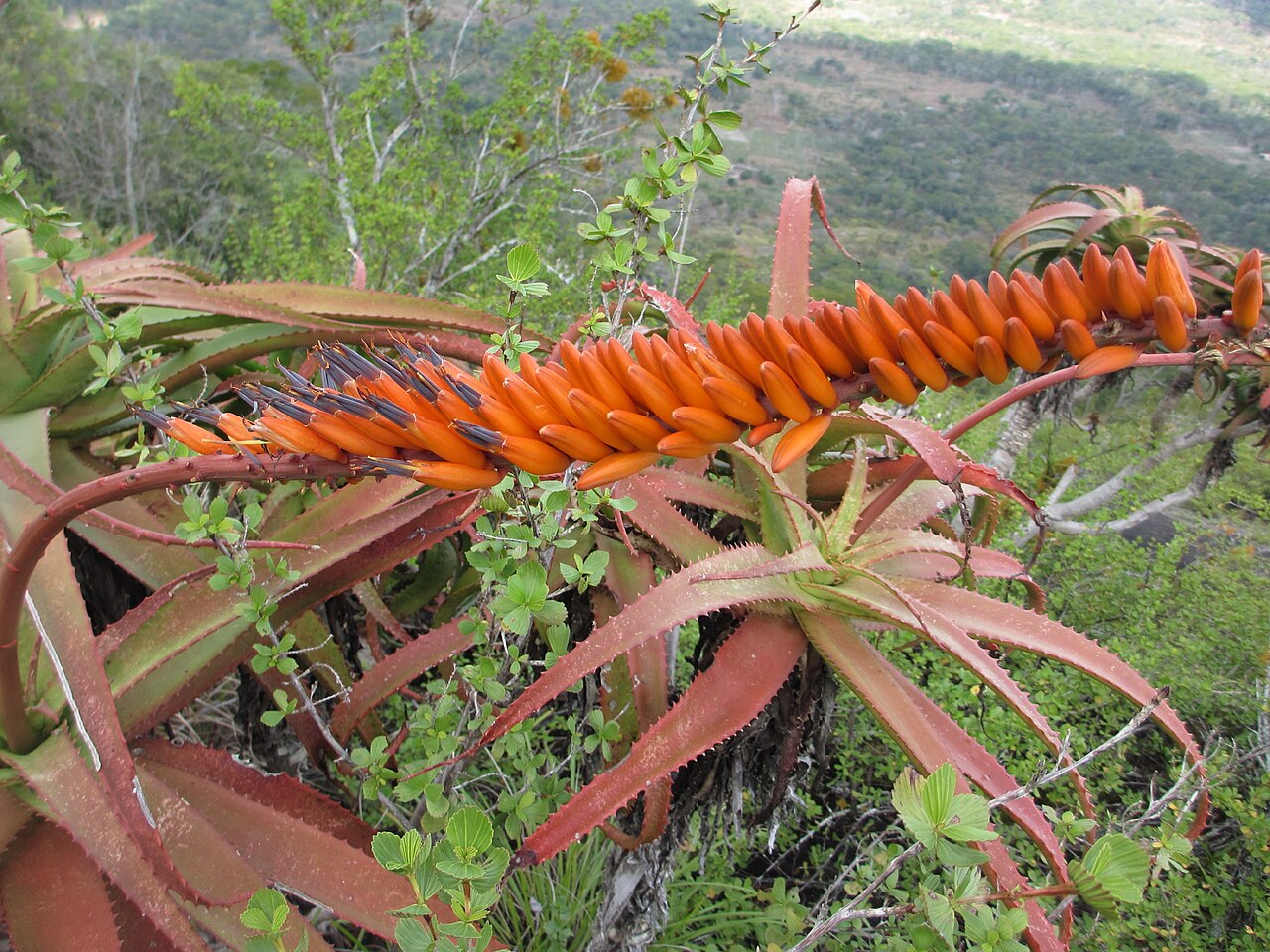 Aloe mawii: The local name of this species is "Ele" (macua language in Muidumbe District of northern Mozambique). Traditional healers in the district sometimes use the leav