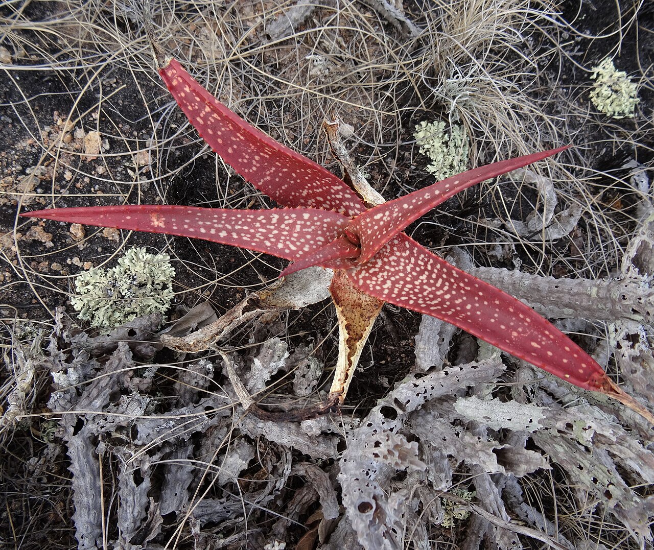 Aloe mawii: Aloe mawii - juvenile plant