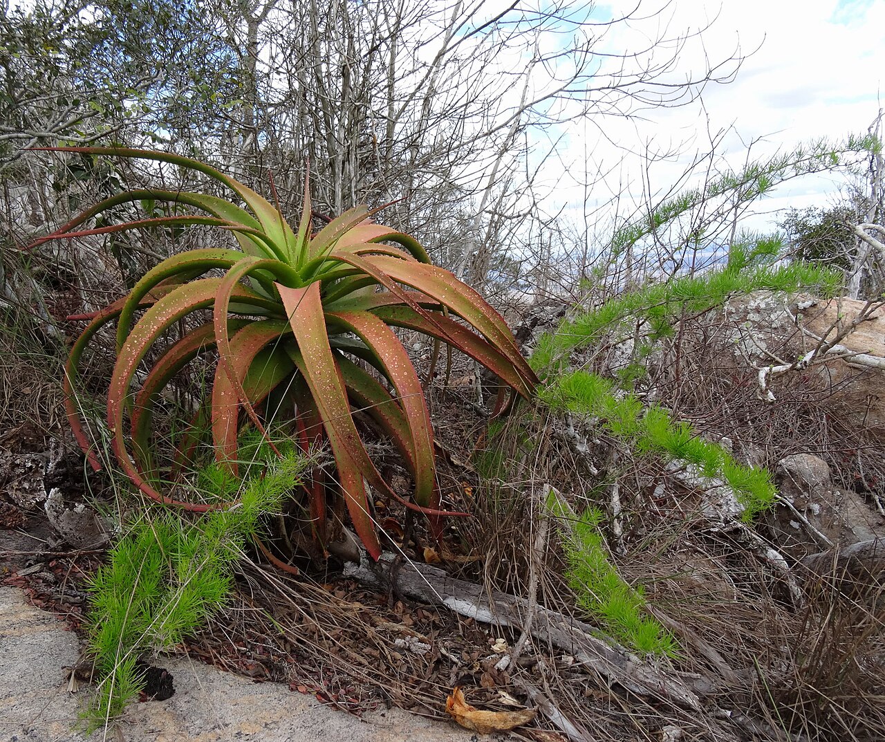 Aloe mawii: Aloe mawii - Mount Yoloko