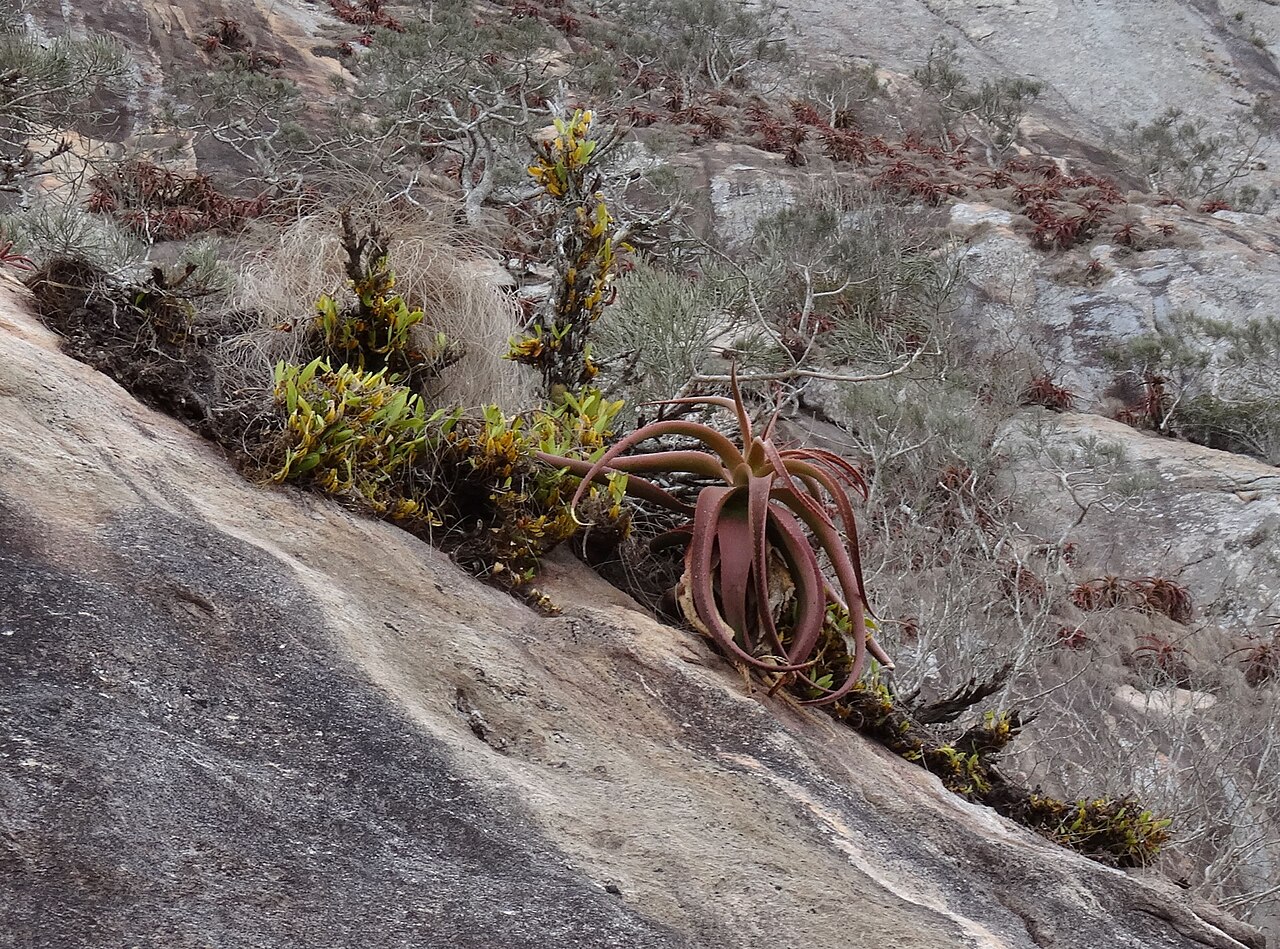 Aloe mawii: Aloe mawii with plenty of succulent orchids on the upper slopes of Mount Yoloko (highest point about 670 m.a.s.) in Northern Mozambique.