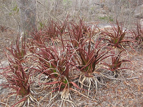 Aloe mawii: Dry season image of Aloe mawii in Meluco district, Mozambique.