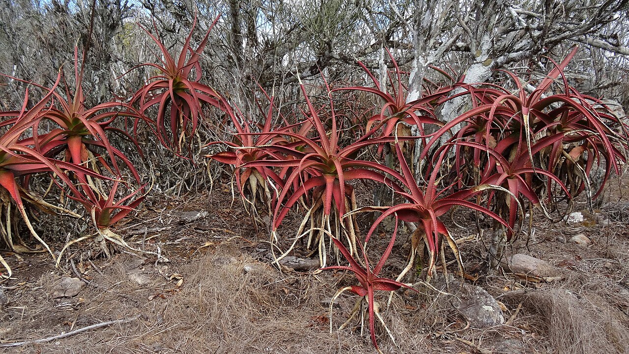 Aloe mawii: Aloe mawii - summit of Mt Yokolo