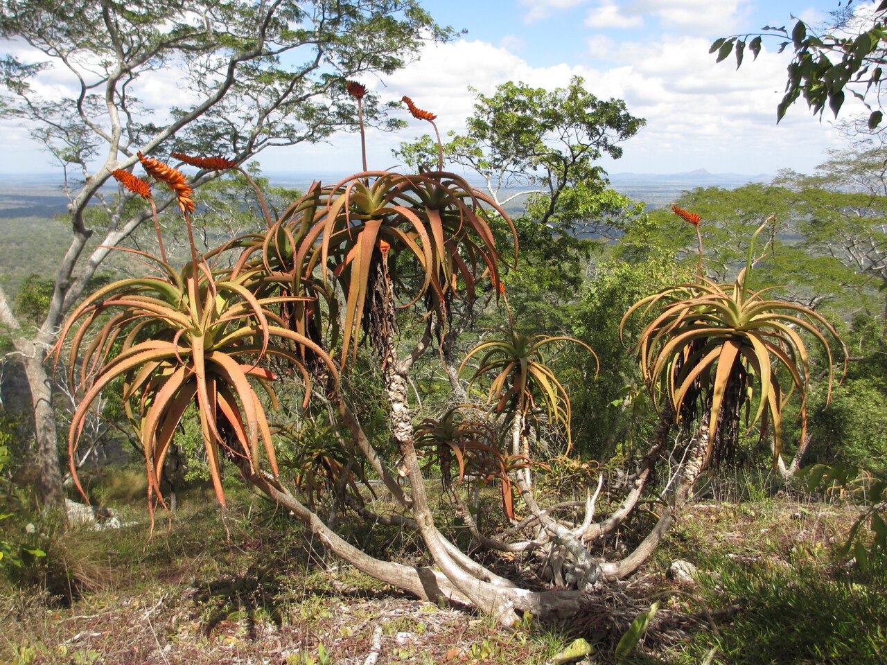 Aloe mawii: Aloe mawii - shrub