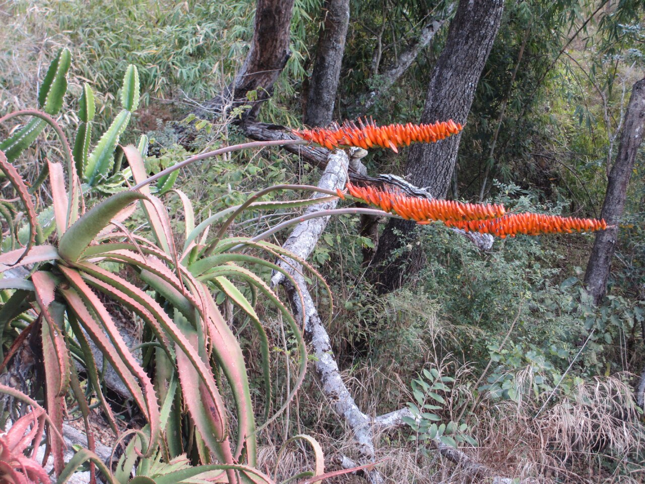 Aloe mawii: From its natural habitat on the Makonde Plateau in Muidumbe district of Mozambique.