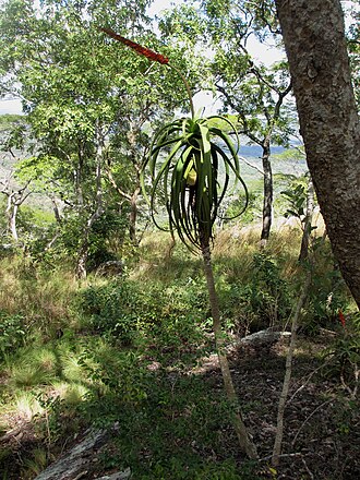 Aloe mawii: Aloe mawii - single stemmed