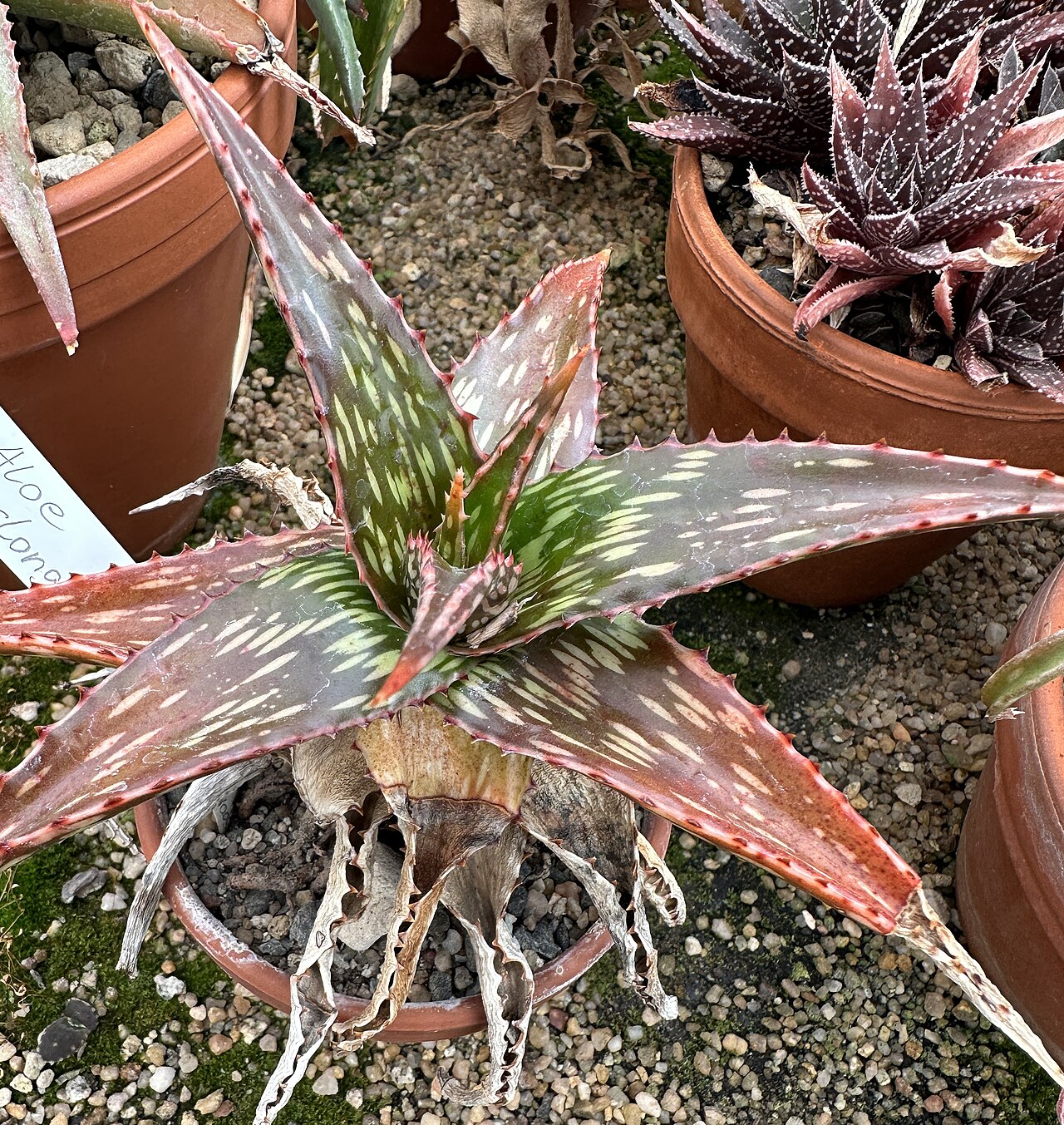Aloe mcloughlinii: Aloe mcloughlinii im Botanischen Garten München