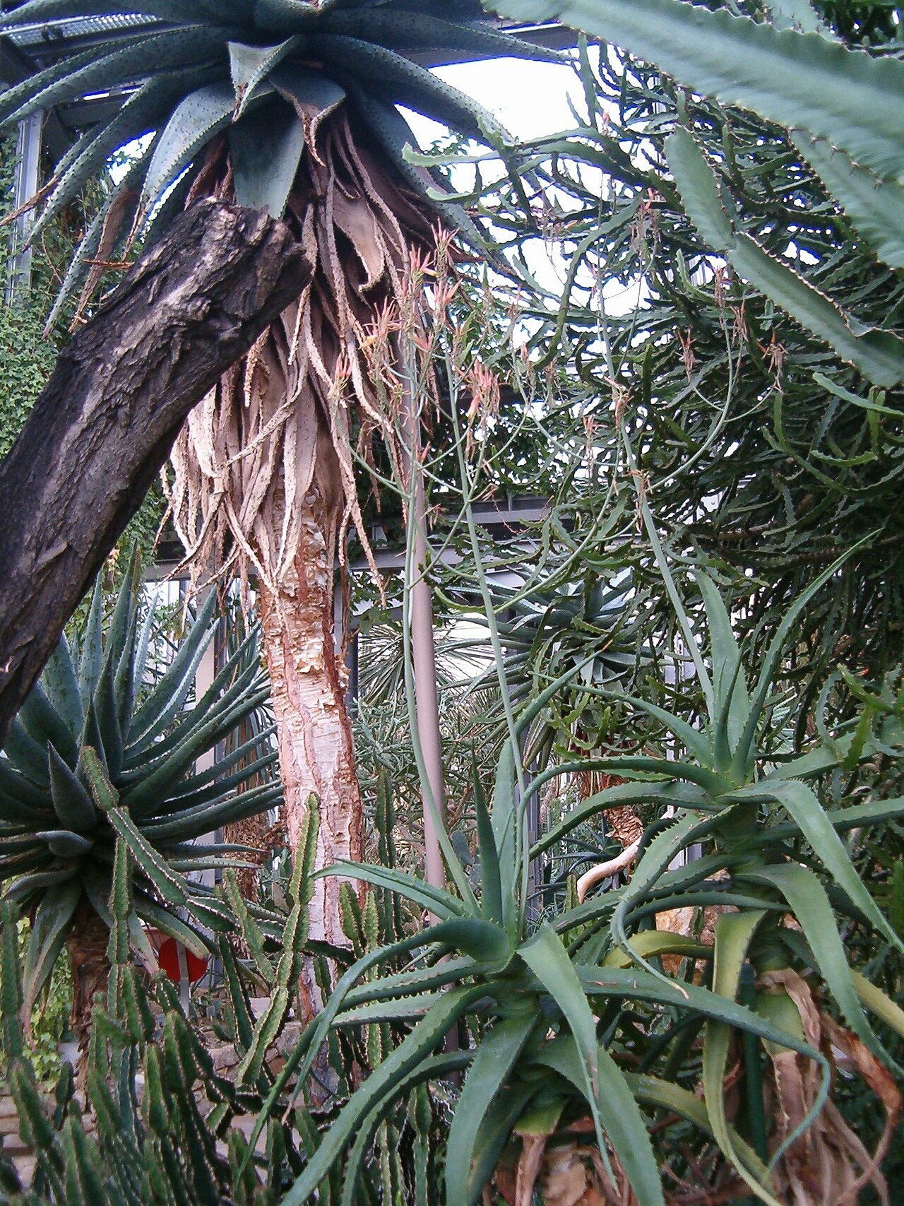 Aloe megalacantha: Location: Botanical Gardens Berlin Dahlem Xerophyt
