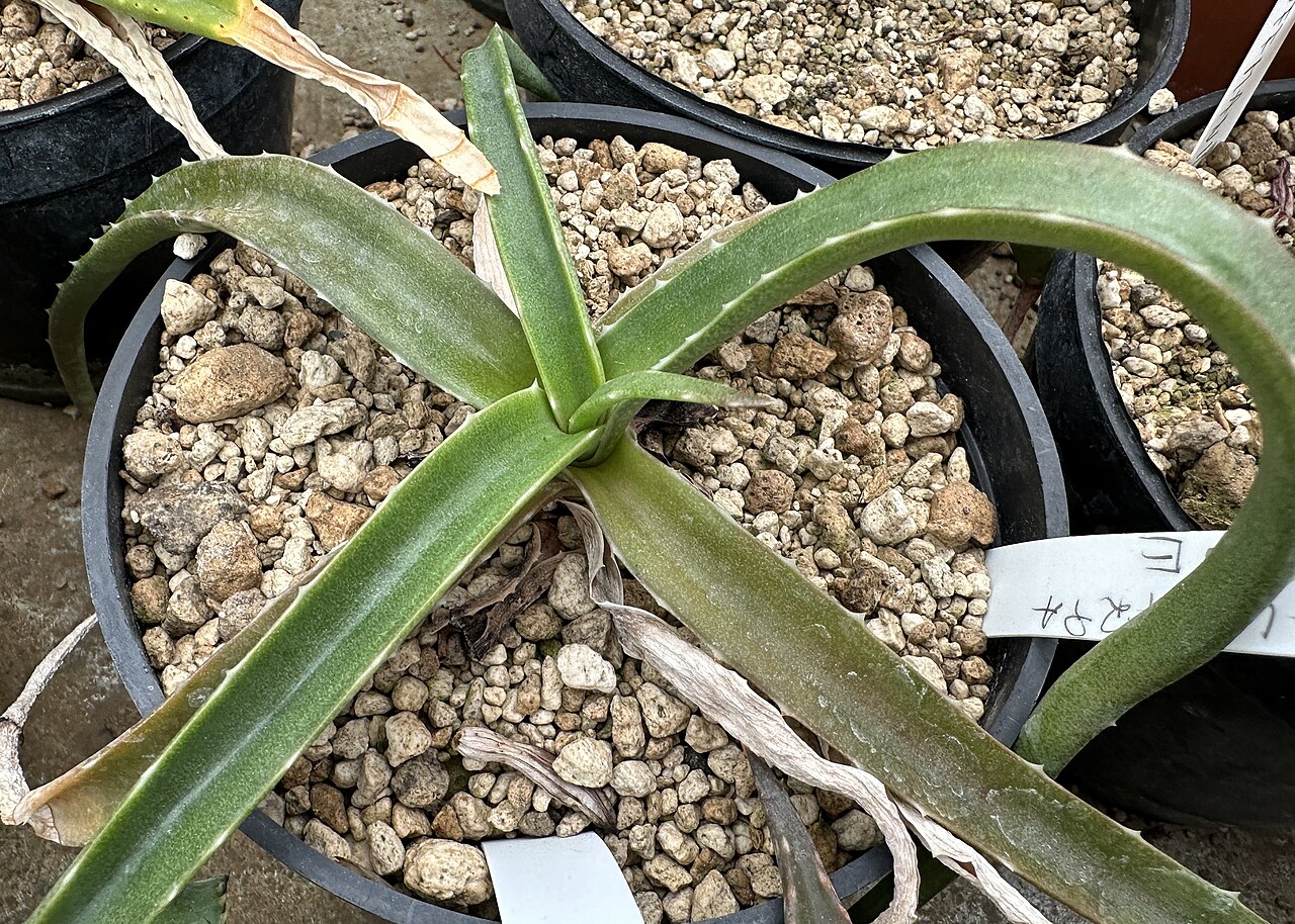 Aloe megalocarpa: Aloe megalocarpa in Kultur