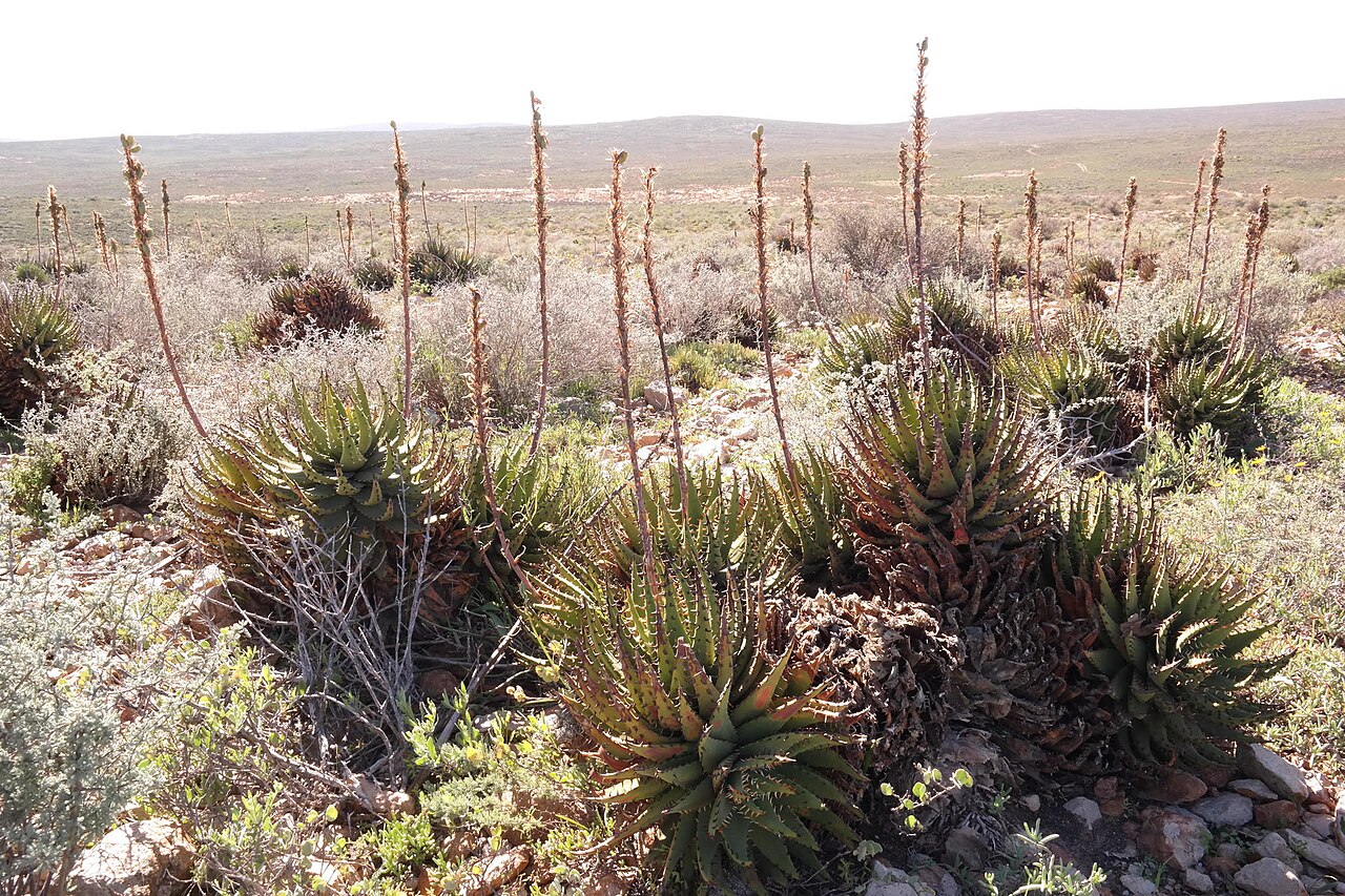 Aloe melanacantha: black-thorn aloe