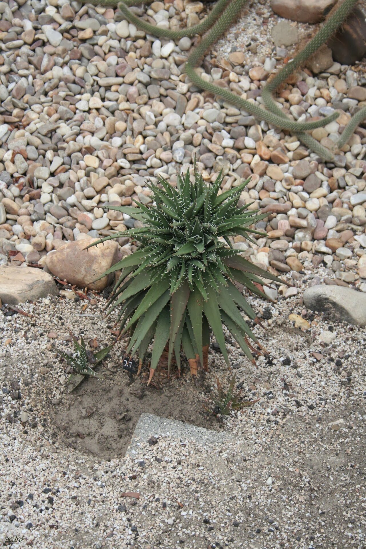 Aloe melanacantha: Aloe Melancantha-Namibia