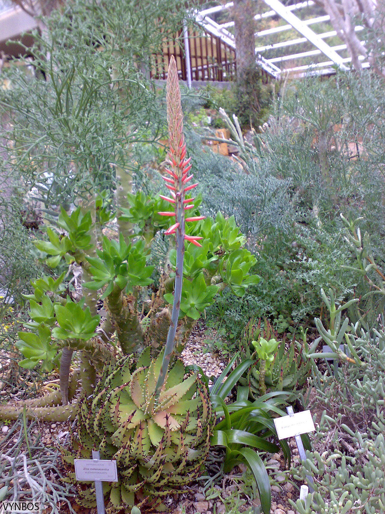 Aloe melanacantha: black-thorn aloe