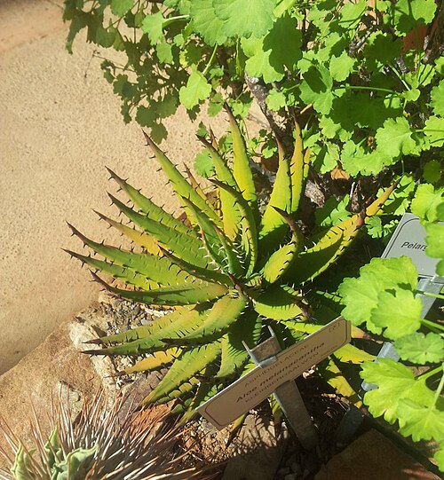 Aloe melanacantha: Aloe melanacantha - Kirstenbosch