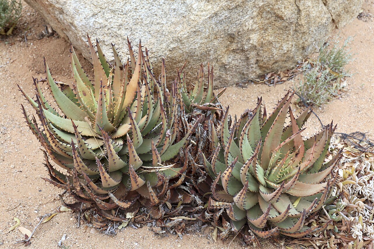 Aloe melanacantha: Goegap Nature Reserve garden, Springbok, Namaqualand, Northern Cape, South Africa