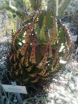 Aloe melanacantha: Aloe melanacantha plant