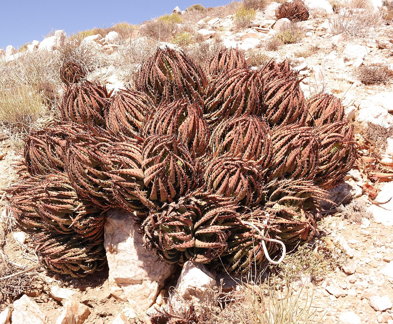Aloe melanacantha: black-thorn aloe