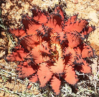 Aloe melanacantha: Aloe melanacantha red from sun and drought - Karoo Desert NBG