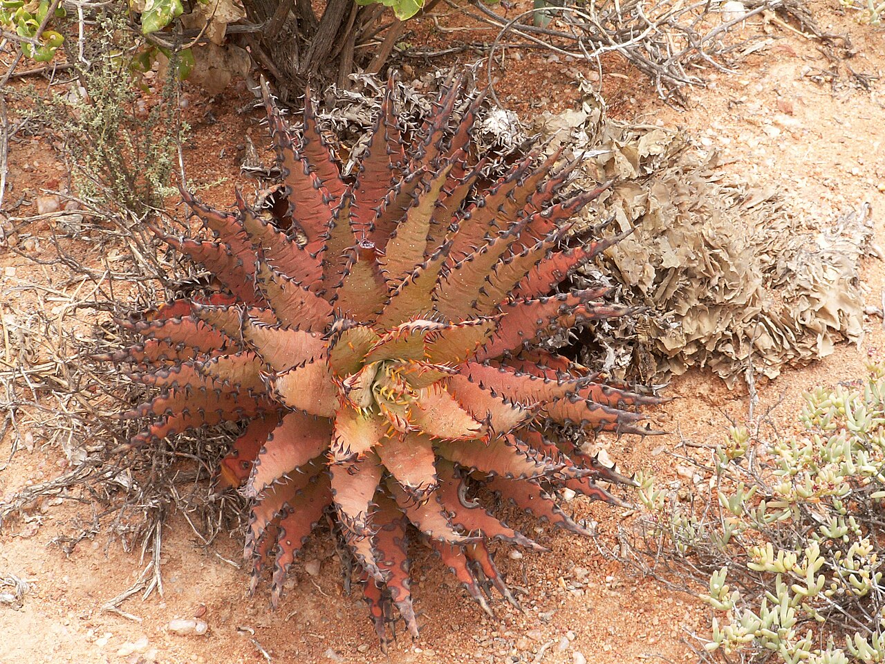 Aloe melanacantha: Aloe melanacantha , Richtersveld National park , Northern Cape, South Africa