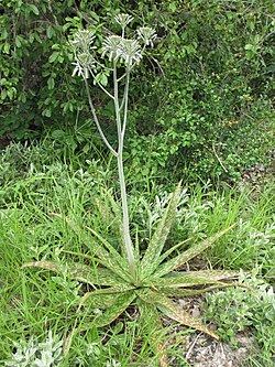 Aloe menyharthii: Aloe menyharthii - plant in the wild