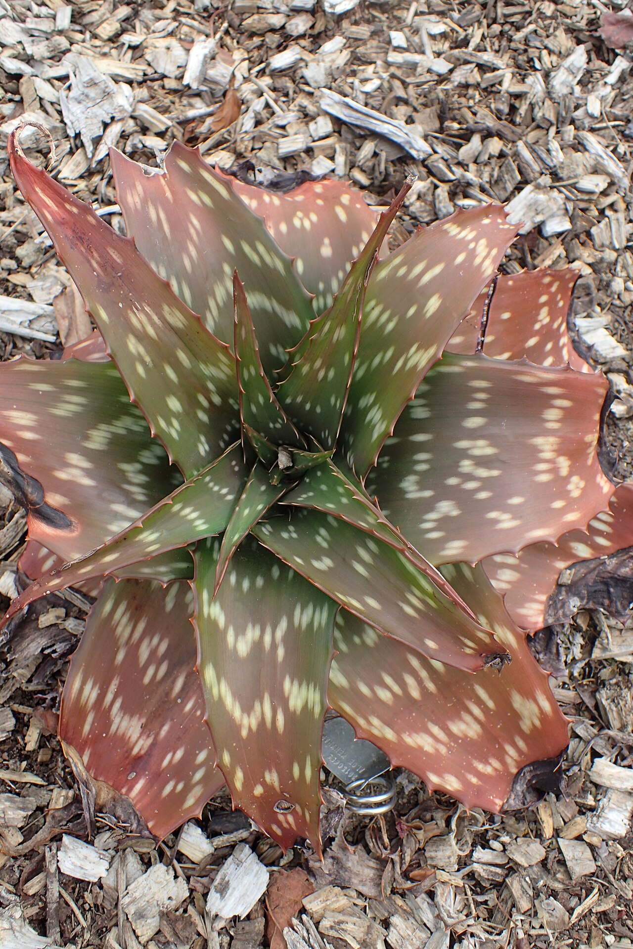 Aloe menyharthii: Aloe menyharthii in Auckland Botanic Gardens