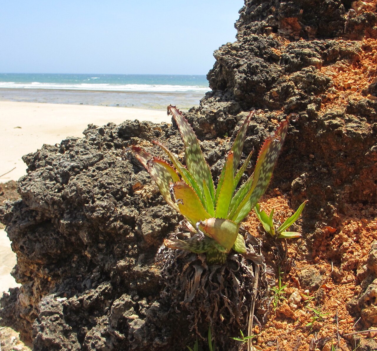 Aloe menyharthii: Aloe menyharthii on the coast