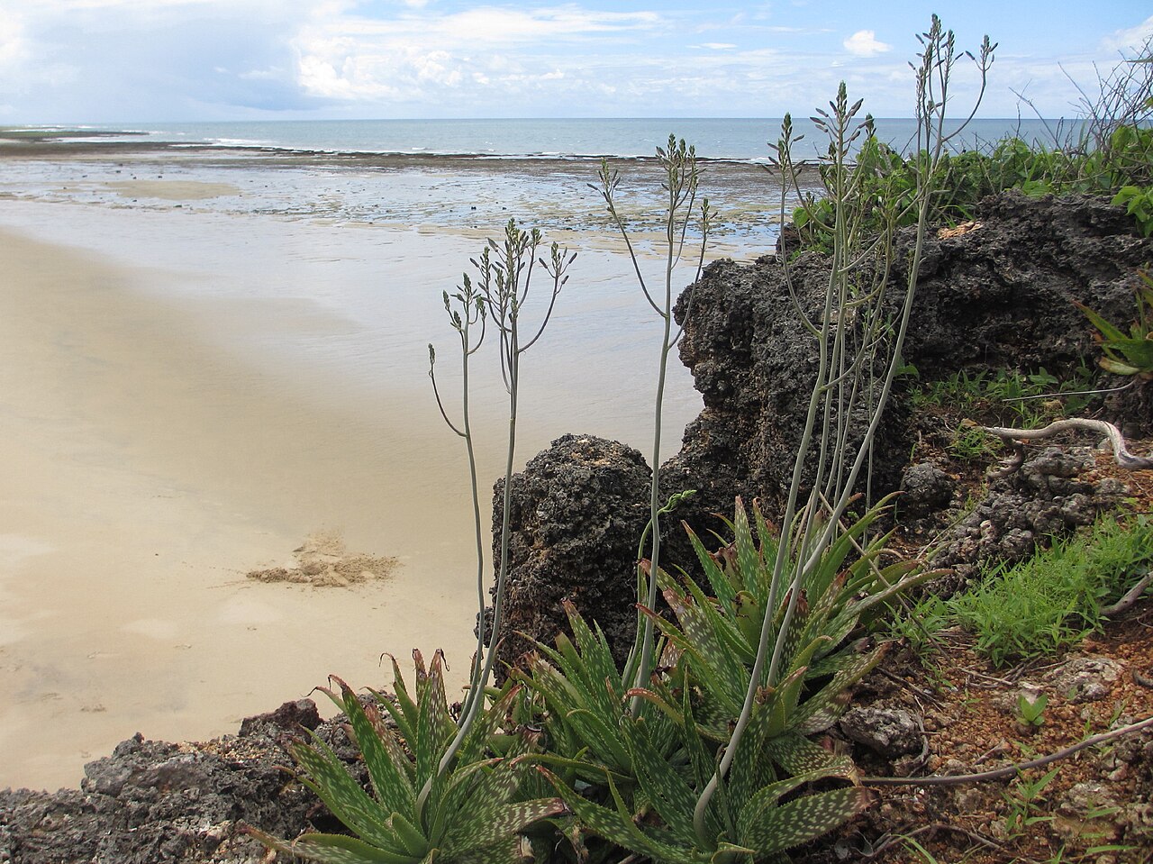 Aloe menyharthii: Aloe menyharthii on fossilized coral, the coast of Mecufi District (Mozambique).