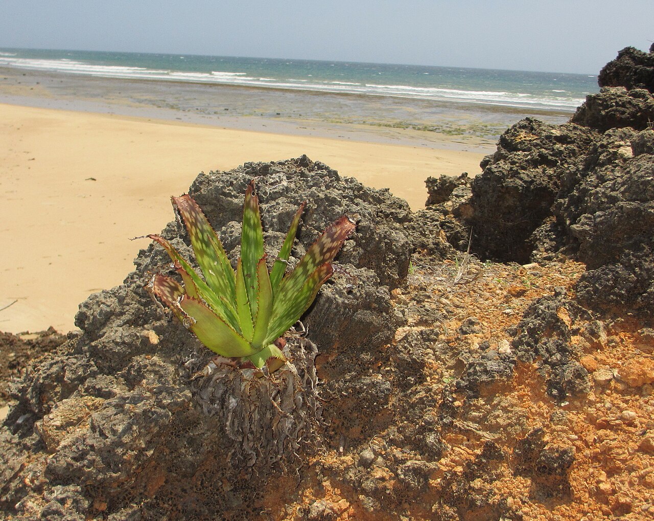 Aloe menyharthii: The Mozambique Channel sea-coast with Aloe menyharthii (? some doubts, difficult group within the genus Aloe) on old coral rock.