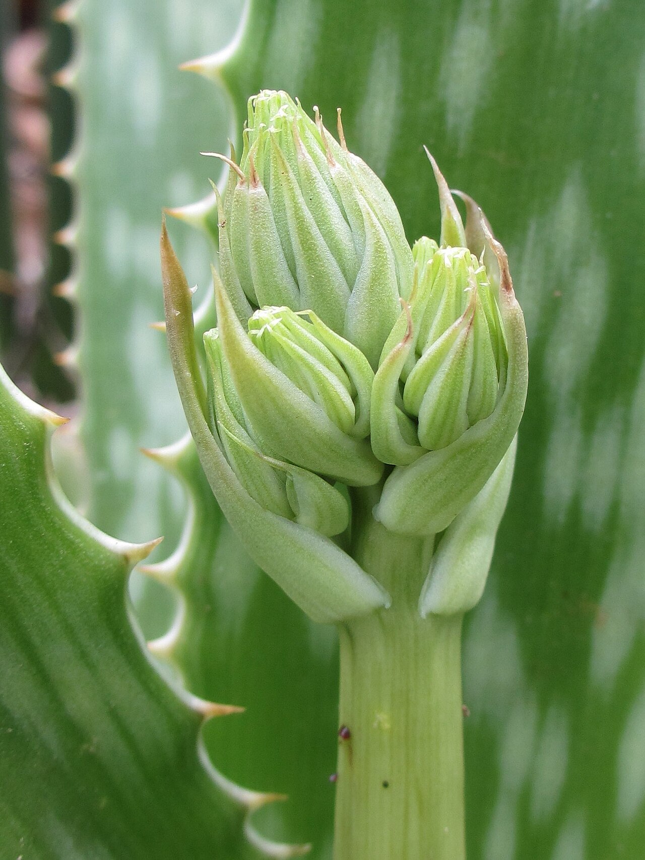Aloe menyharthii: This plant is from close to Namina - Nampula province in northern Mozambique.