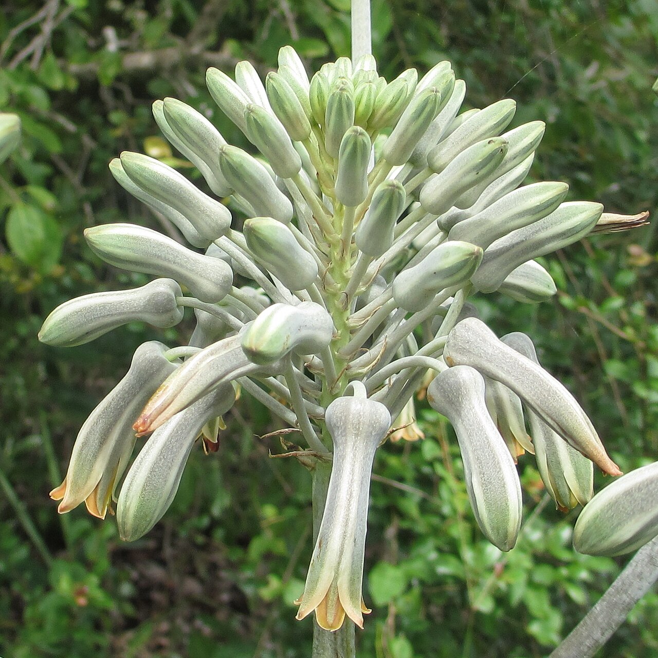 Aloe menyharthii: Aloe menyharthii - raceme