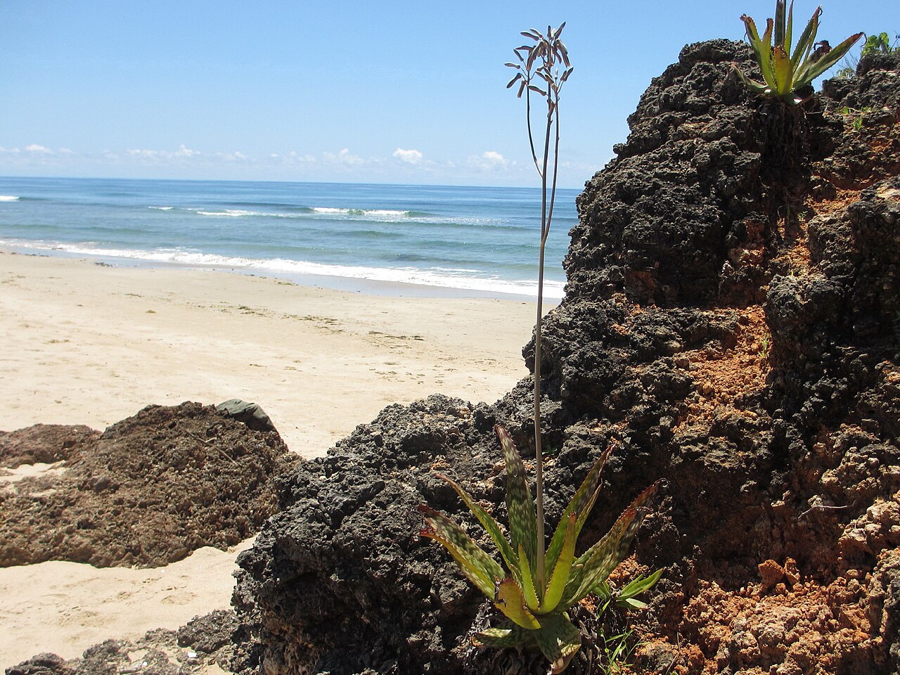 Aloe menyharthii: Aloe menyharthii, coral, sand and sea