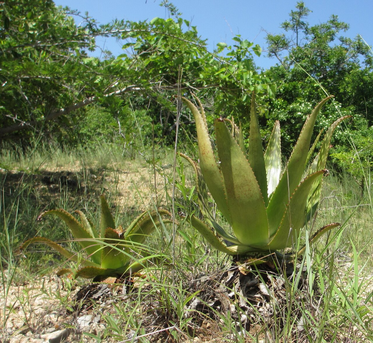 Aloe menyharthii: On a sandy soil close to the sea-coast in Mecufi District of Mozambique.