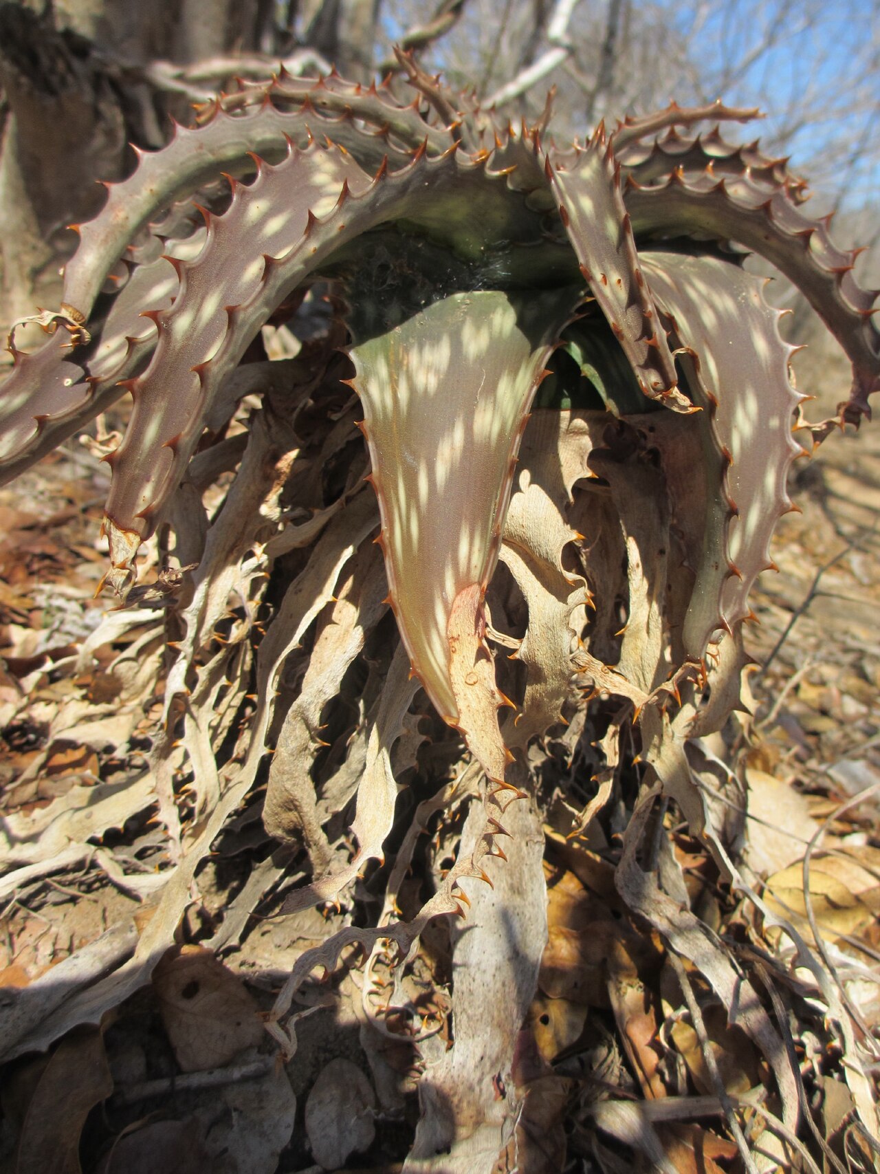 Aloe menyharthii: Namina, Nampula province in Mozambique. Plants don't sucker and a short stem can grow on older plants. Diverse medicinal use of the leaves