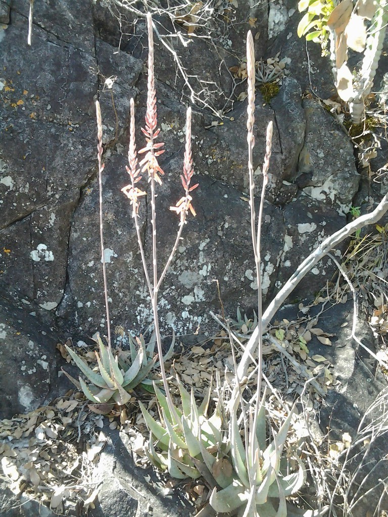 Aloe metallica (Aloe metallica)
