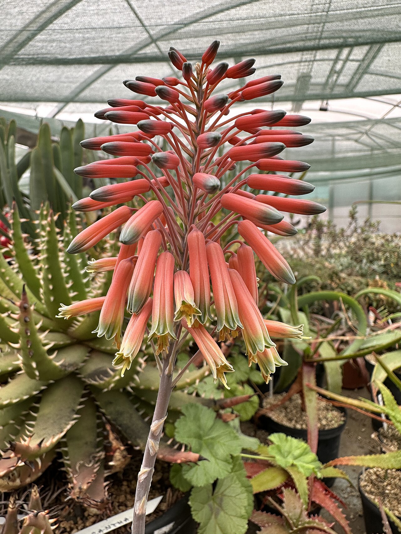 Aloe meyeri: Aloe meyeri in Kultur