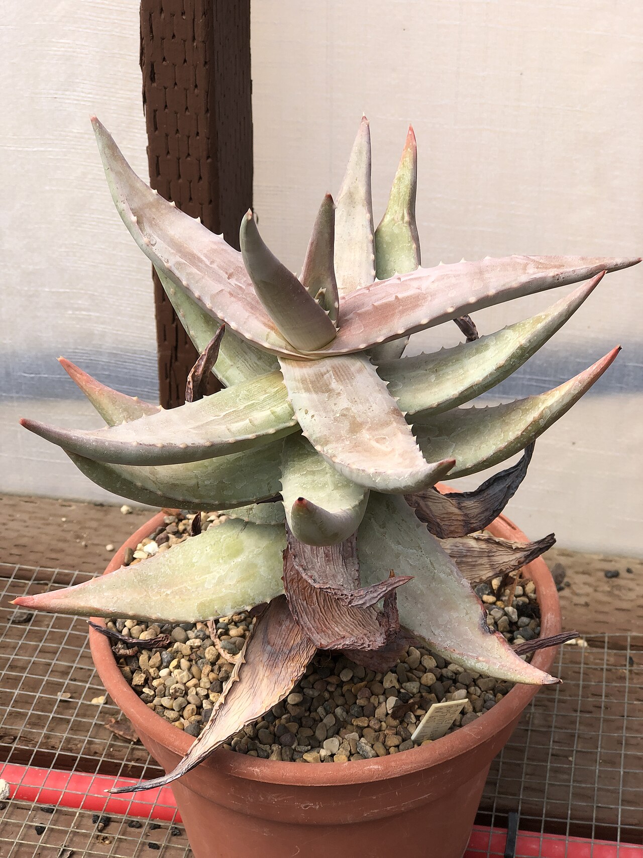 Aloe meyeri: aloe meyeri