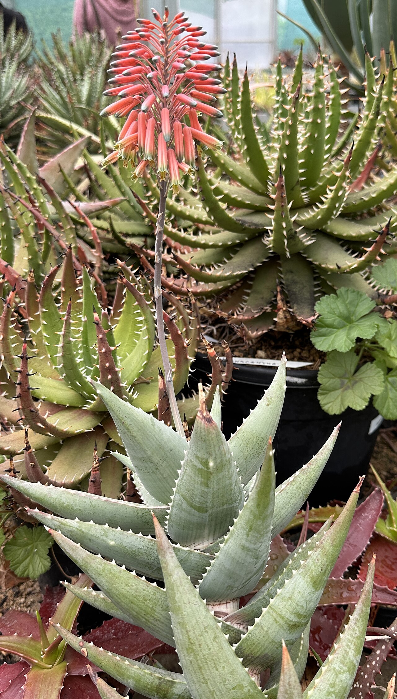Aloe meyeri: Aloe meyeri in Kultur