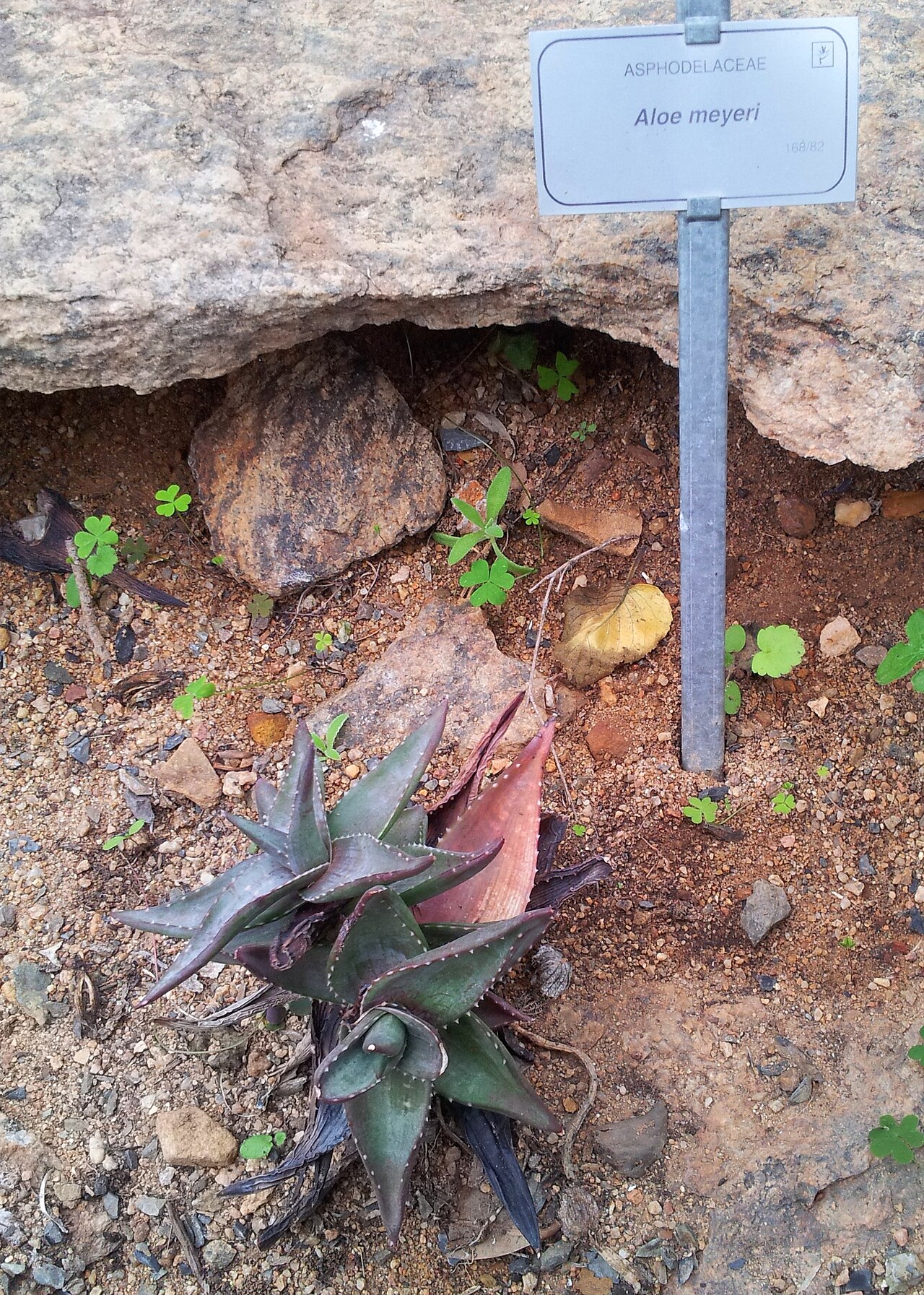 Aloe meyeri: Aloe meyeri - cultivation in Kirstenbosch botanical gardens