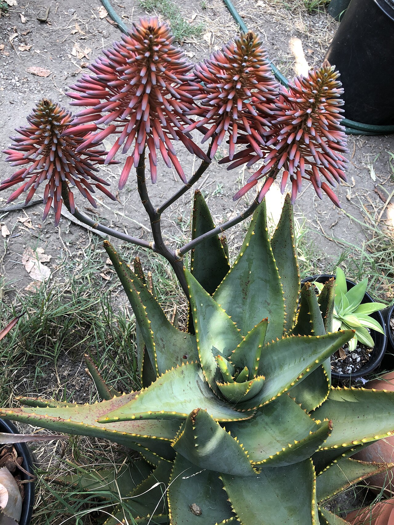 Aloe meyeri: Aloe meyeri in bloom1