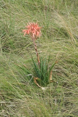 Aloe micracantha (Aloe micracantha)