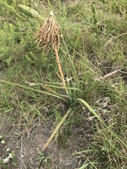 Aloe micracantha (Aloe micracantha)