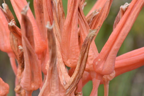 Aloe micracantha (Aloe micracantha)