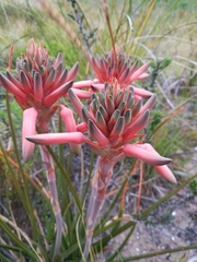 Aloe micracantha (Aloe micracantha)