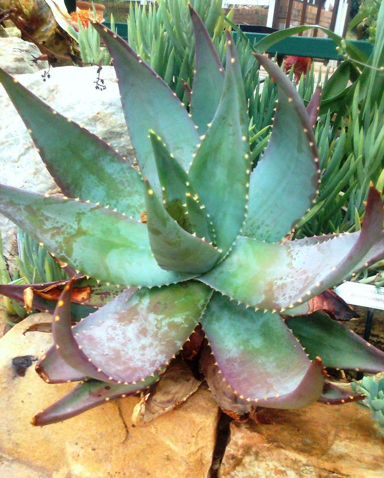Cape speckled aloe: Aloe microstigma