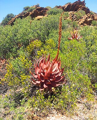 Cape speckled aloe: Aloe microstigma - Robertson Karoo in Karoo Desert NBG