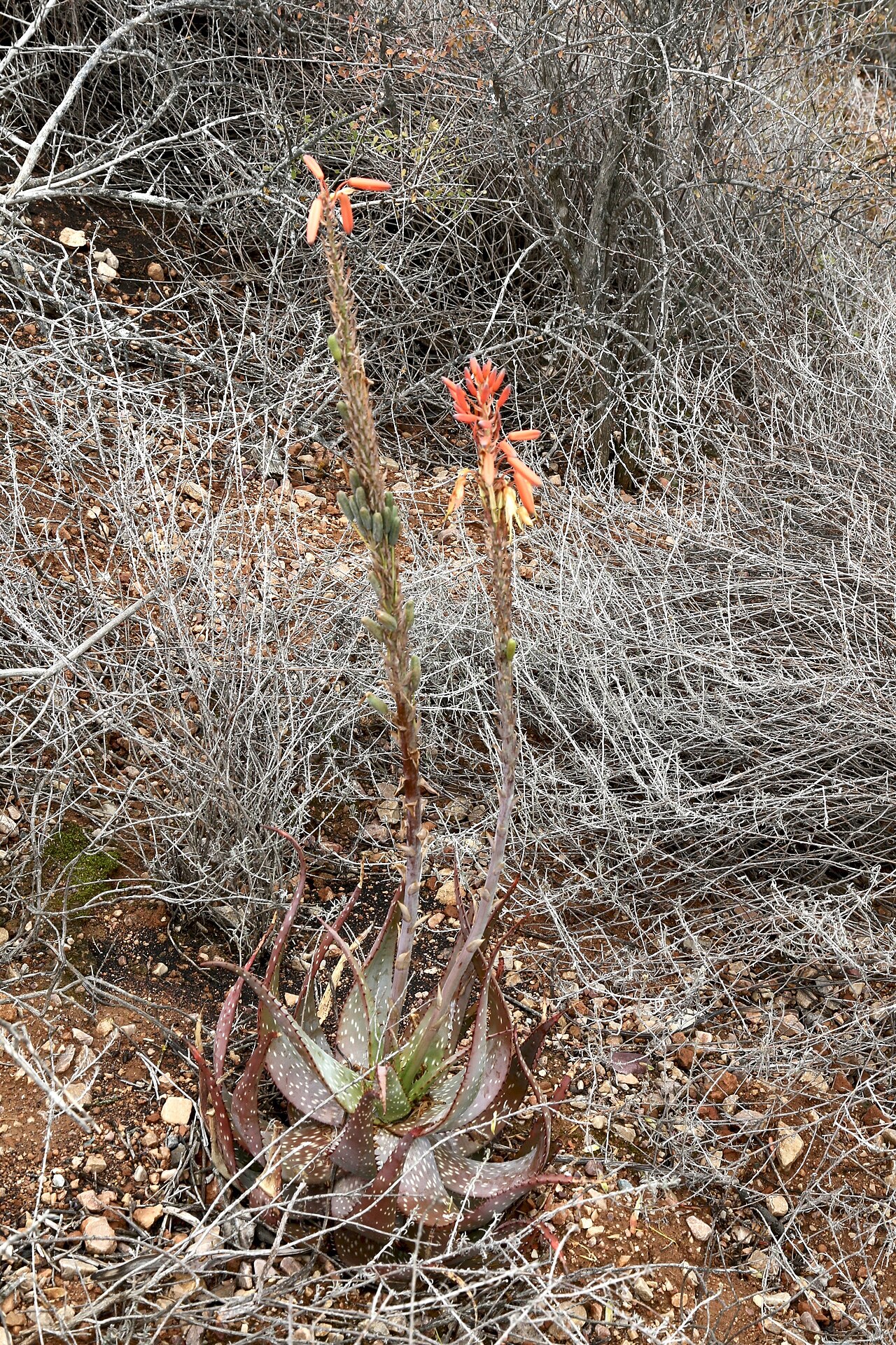 Cape speckled aloe: South Africa, Western Cape, Little Karoo, Calitzdorp area along the R62