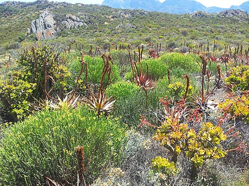 Cape speckled aloe: Aloe microstigma and tylecodon paniculatus in Robertson Karoo vegetation