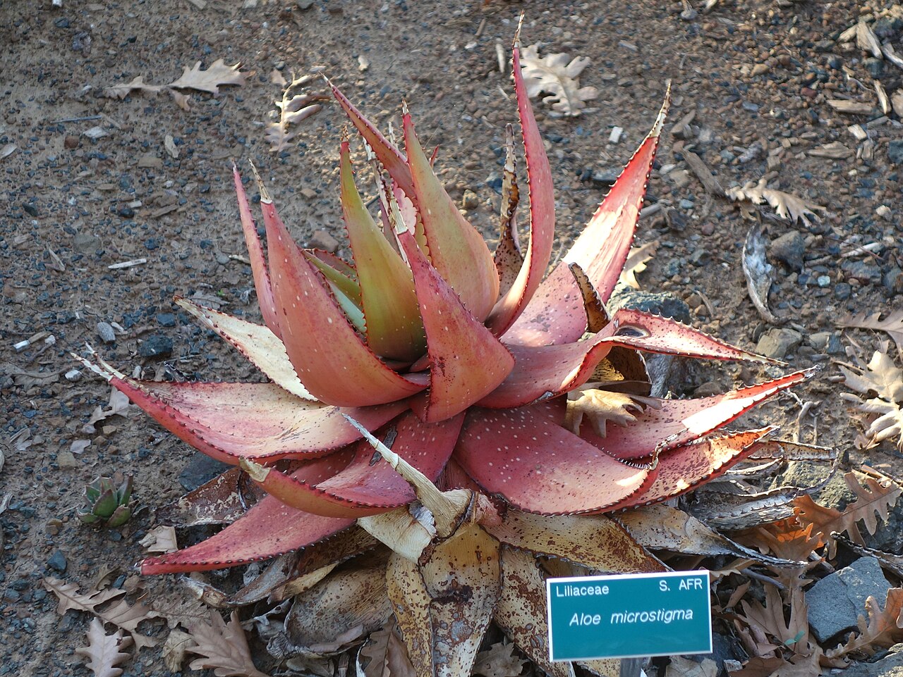 Cape speckled aloe: Botanical specimen in the San Luis Obispo Botanical Garden - in El Chorro Regional Park, San Luis Obispo, California, USA.