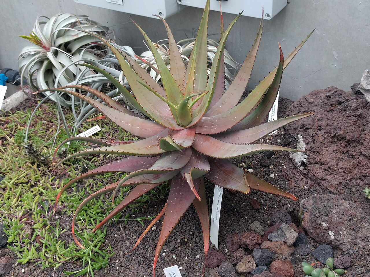 Cape speckled aloe: Botanical garden, Leiden